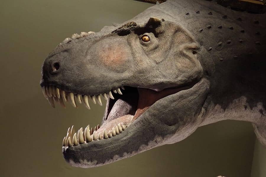 Everything To Know About Tyrannosaur Teeth And Its Fossils