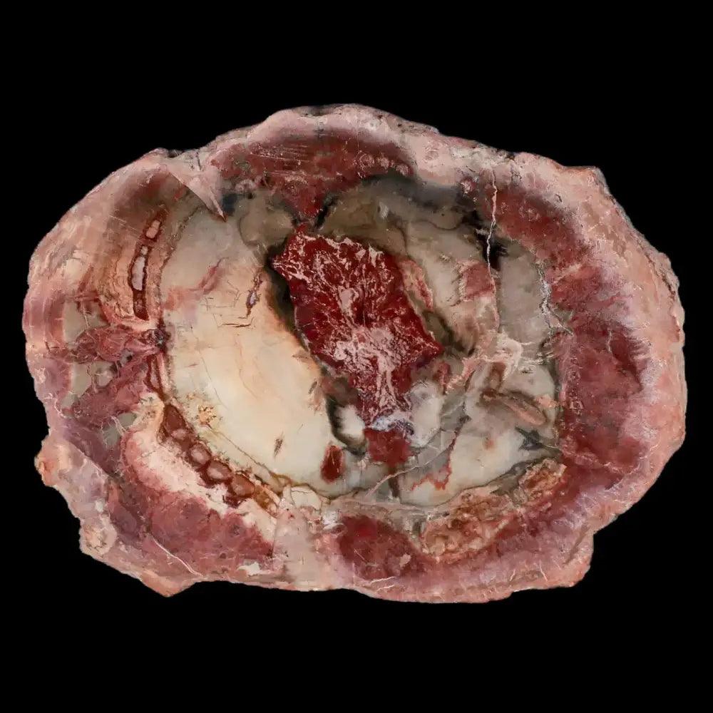 The Uses of Petrified Wood in Modern Times
