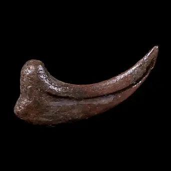 What is a Raptor Claw Fossil, and What Can It Tell Us About Raptors?