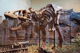 Tyrannosaurus's Fall From Grace