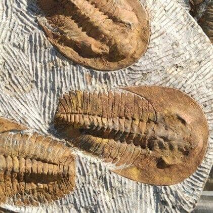 The Look Into the Most Common Fossils Found in North American Sedimentary Rocks