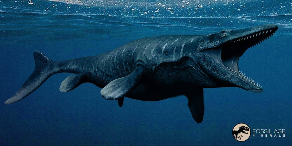A Look at the Life Cycle of Ancient Fish Fossils