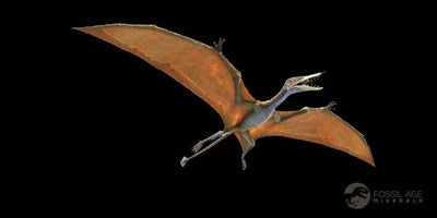 Uncover The Mystery Of The Pterosaur Fossils