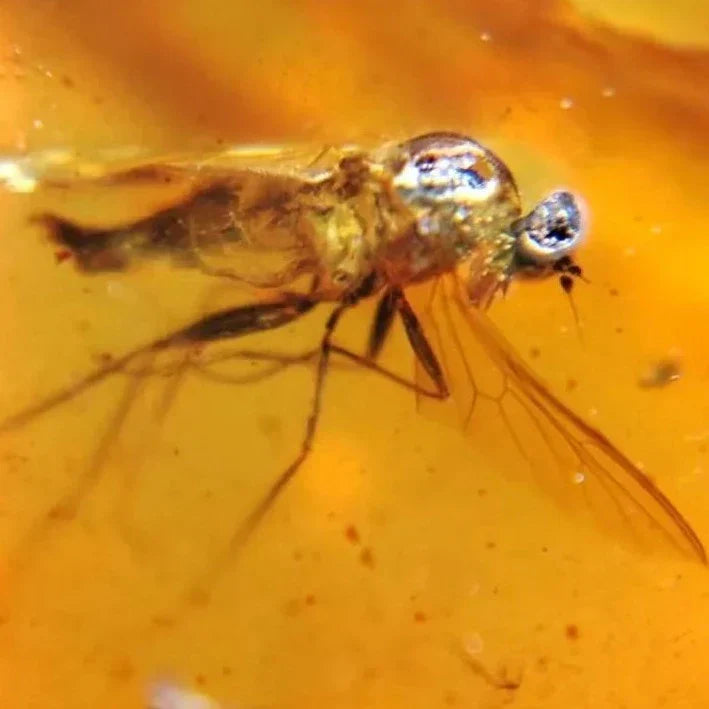 What's the Difference between Amber and Amber Fossils?