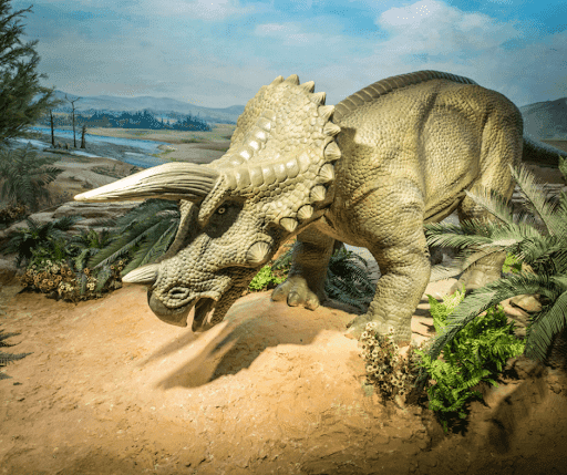 Discoveries-Unveiling the Ancient Triceratops Fossil