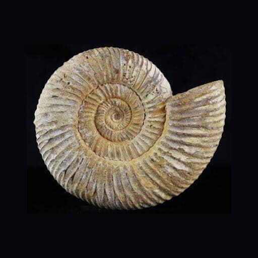 Polished Perisphinctes Ammonite Fossil Nautilus Madagascar Jurassic Age - Fossil Age Minerals