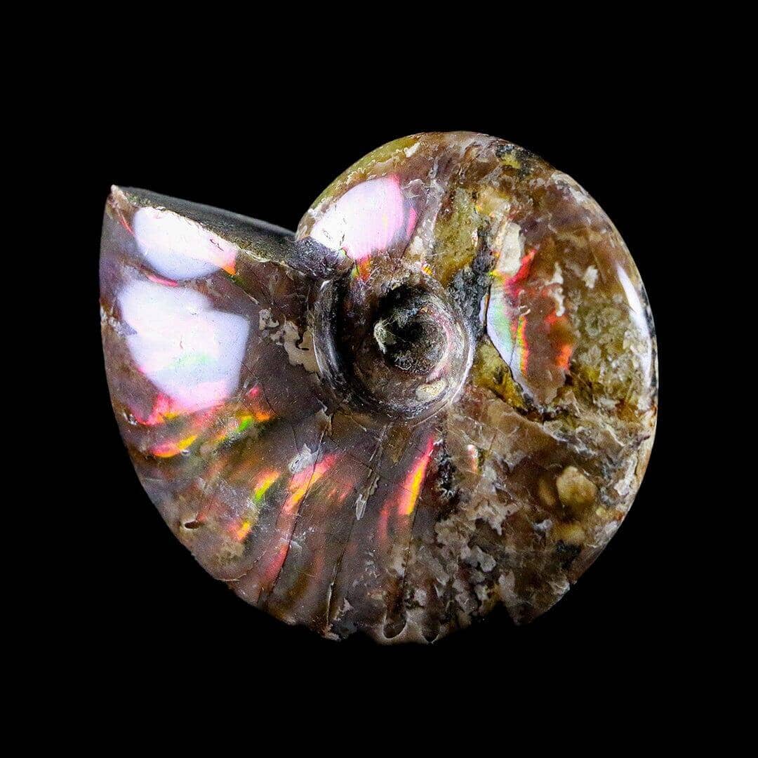 Red Iridescent Cleoniceras Ammonite Fossil Cretaceous Madagascar - Fossil Age Minerals