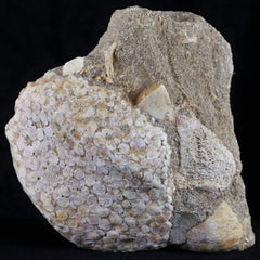 Eodiaphyodus Granulosus Fossils