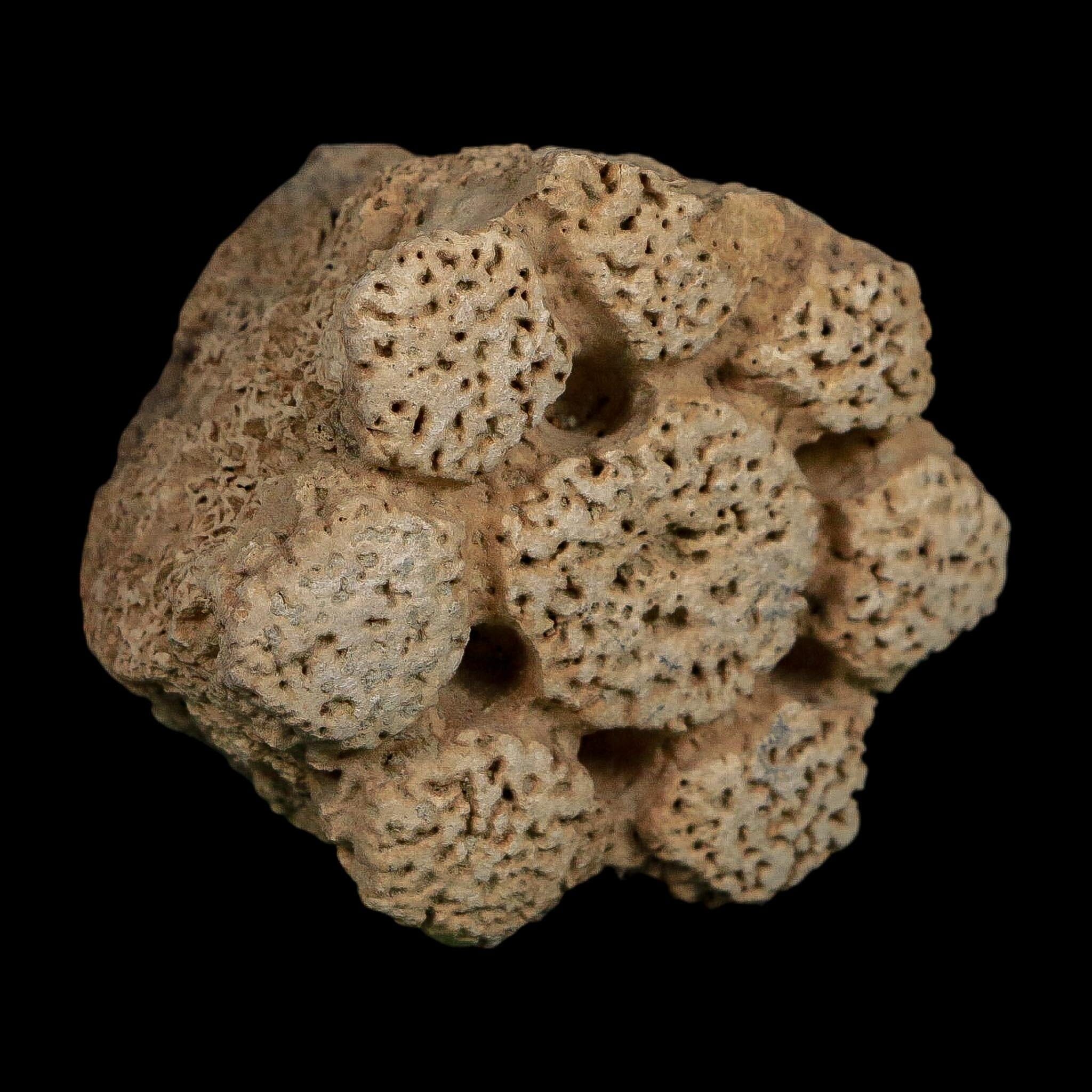 2.2" Glyptodon Fossil Osteoderm Scute Plate Bony Armor Pleistocene Uruguay COA - Fossil Age Minerals