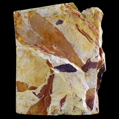 Glossopteris Fossil Collection