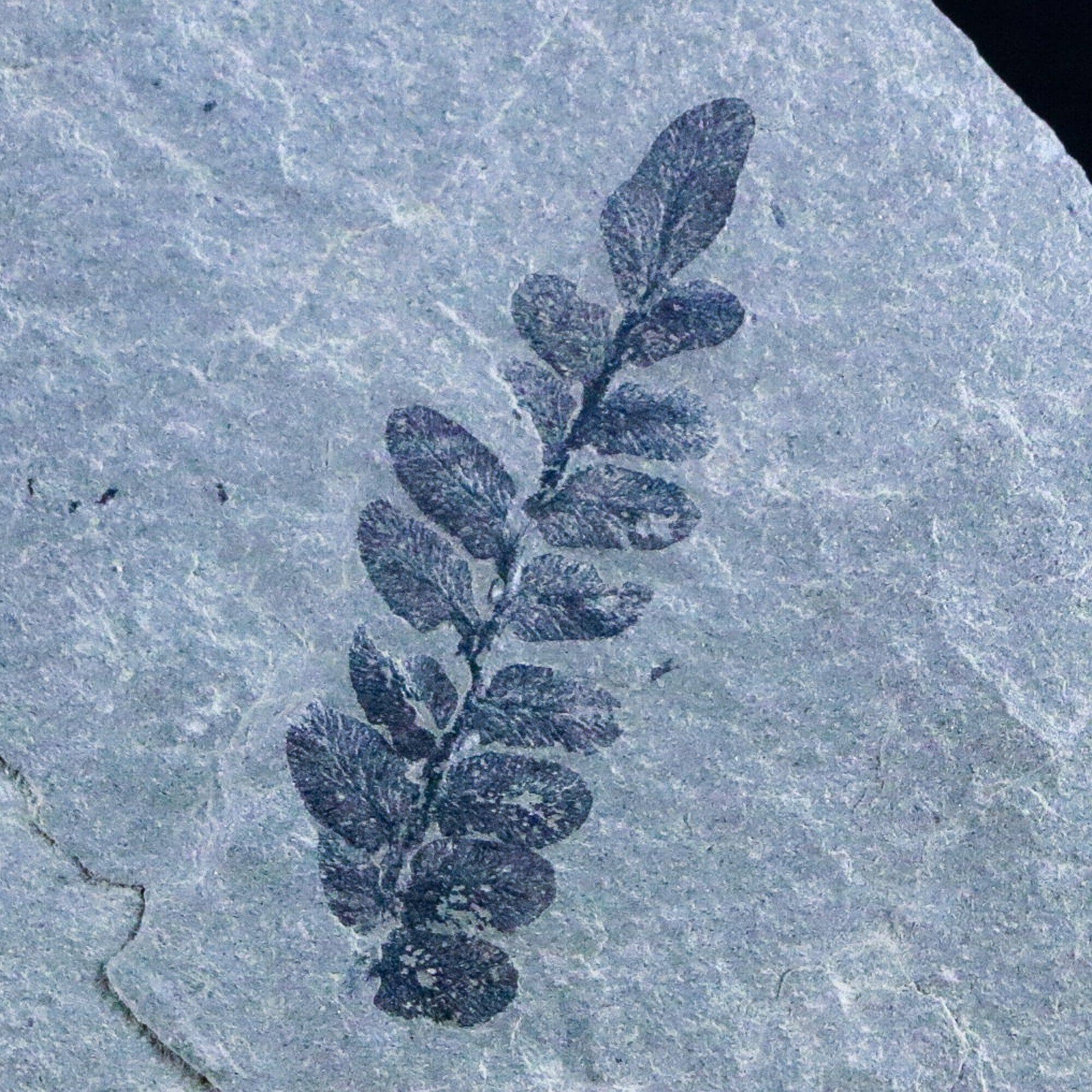 Neuropteris SP Fern Plant Leaf Fossil Carboniferous Breathitt FM, Leslie CTY, KY - Fossil Age Minerals