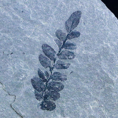 Breathitt Formation Leaves