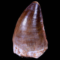 Mosasuar Fossil Teeth