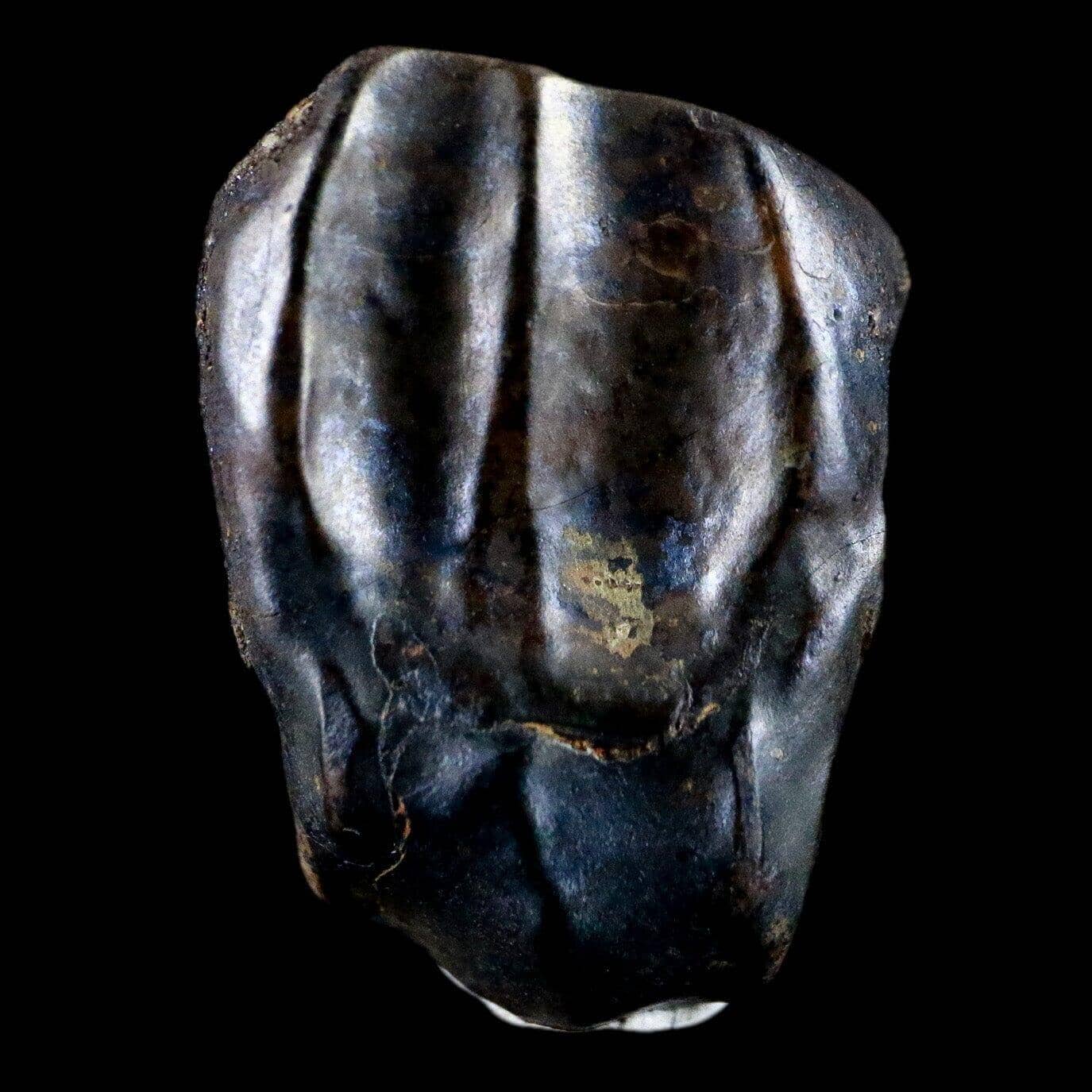 Triceratops Fossil Tooth Lance Creek FM Cretaceous Dinosaur WY COA, Display-Fossil Age Minerals