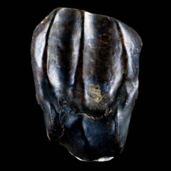 Triceratop Fossil Teeth