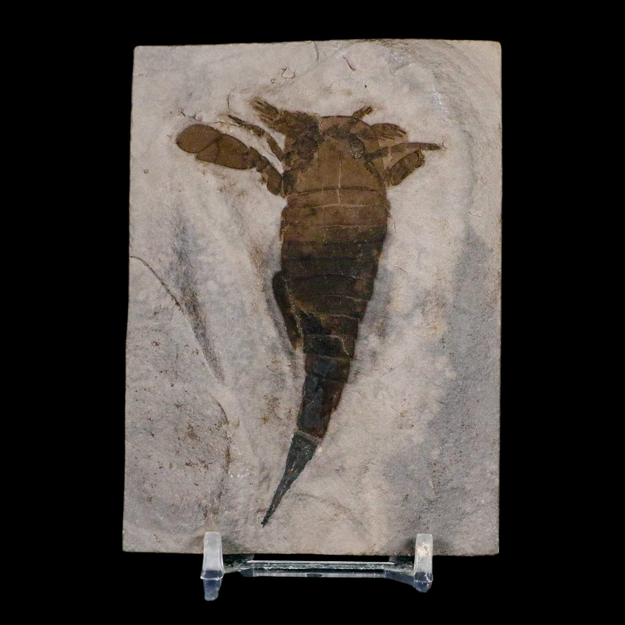 Eurypterid Fossil Collection