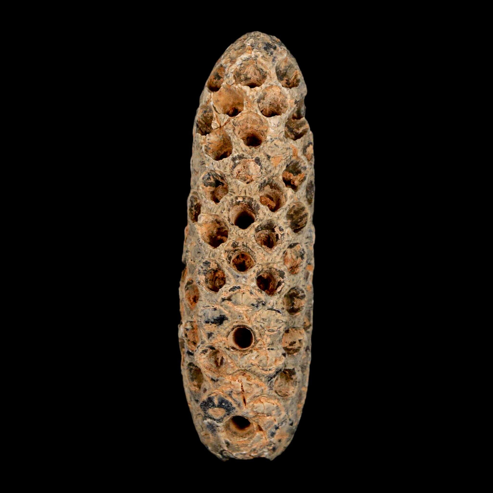 Petrified Pine Cone Fossil Collection