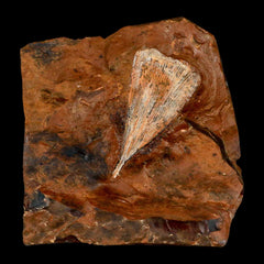 Ginkgo Fossil Leafs
