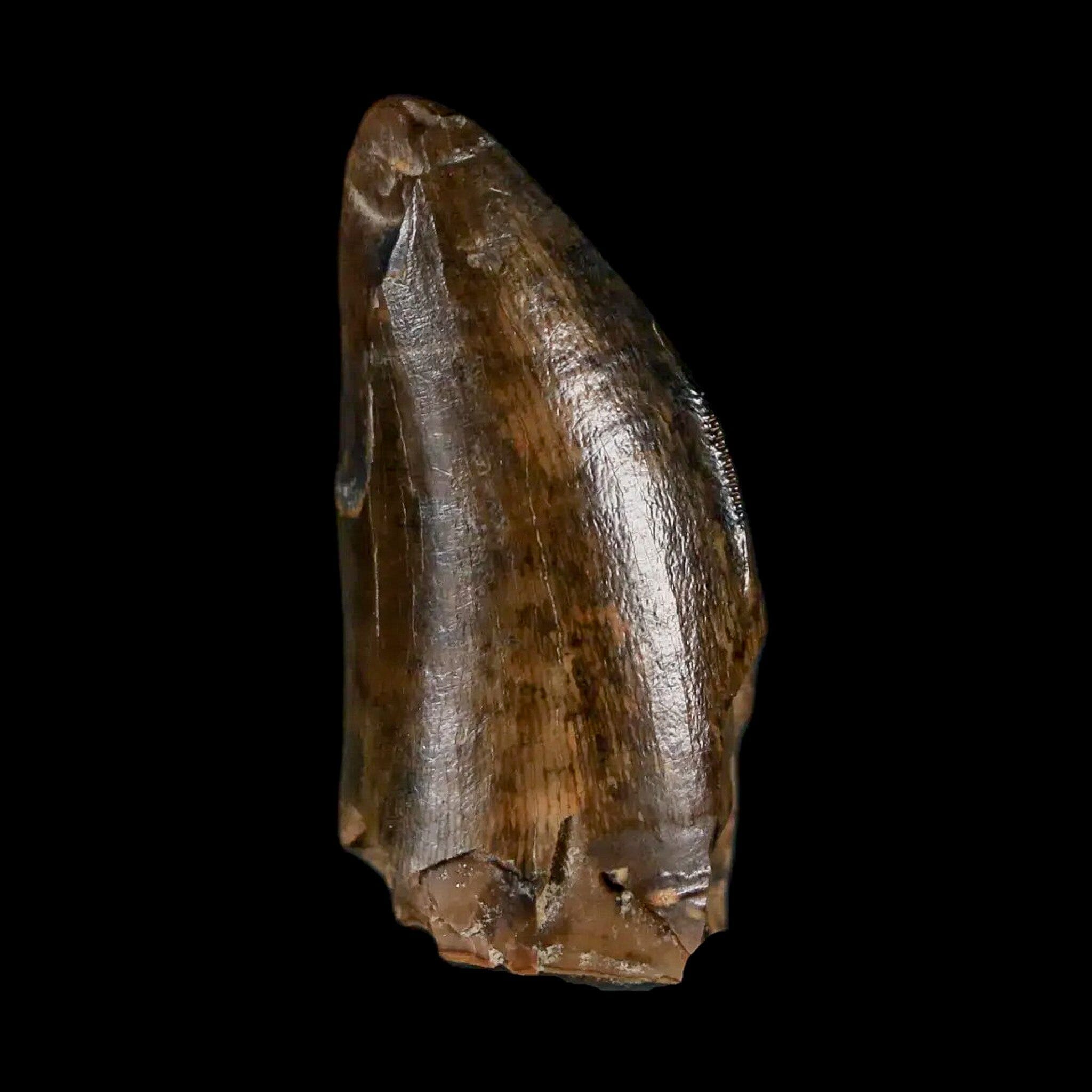 Tyrannosaurus Rex Fossil Teeth