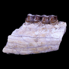 Mesohippus Early Horse Fossils