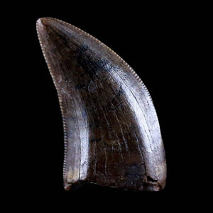 Albertosaurus Tooth Fossil Collection