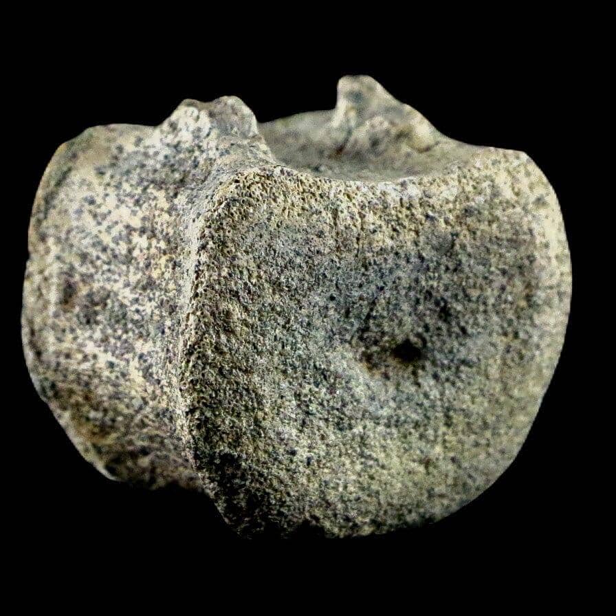 Centrosaurus Tail Vertebrae Fossil Judith River FM Cretaceous Dinosaur MT COA - Fossil Age Minerals