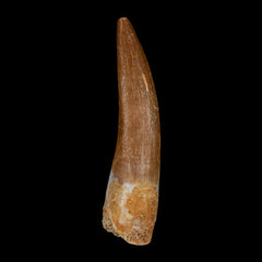 Plesiosaurus Fossil Teeth