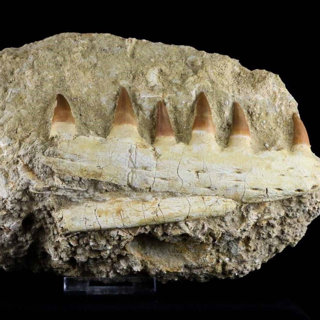  Halisaurus Mosasaur Fossil Jaw For Sale Fossil Age Minerals