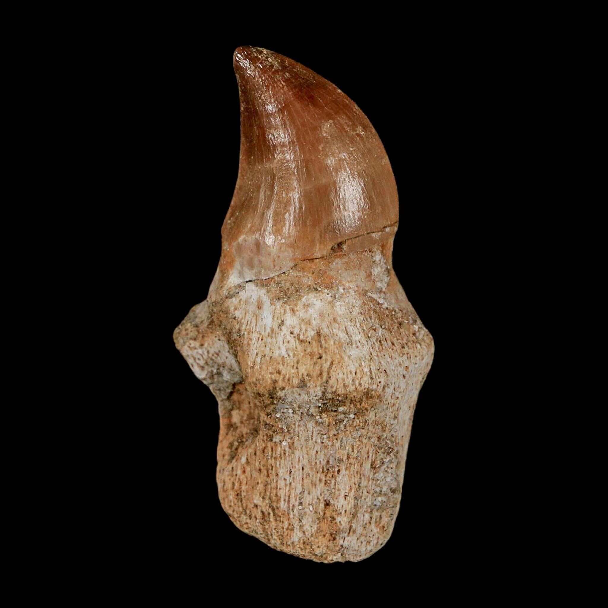 1.7" Halisaurus Walkeri Mosasaur Fossil Tooth Rooted Cretaceous Dinosaur Era COA - Fossil Age Minerals