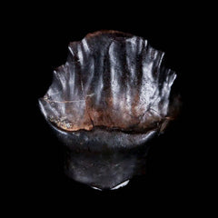 Fossil Teeth Collection