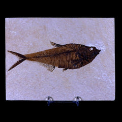 Fish Fossil Collection