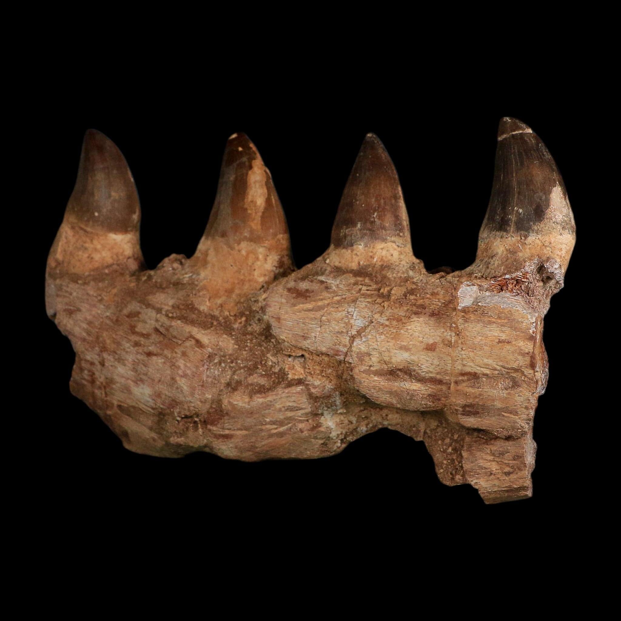 7.5" Mosasaur Prognathodon Fossil Jaw Section Teeth Cretaceous Dinosaur Era COA - Fossil Age Minerals