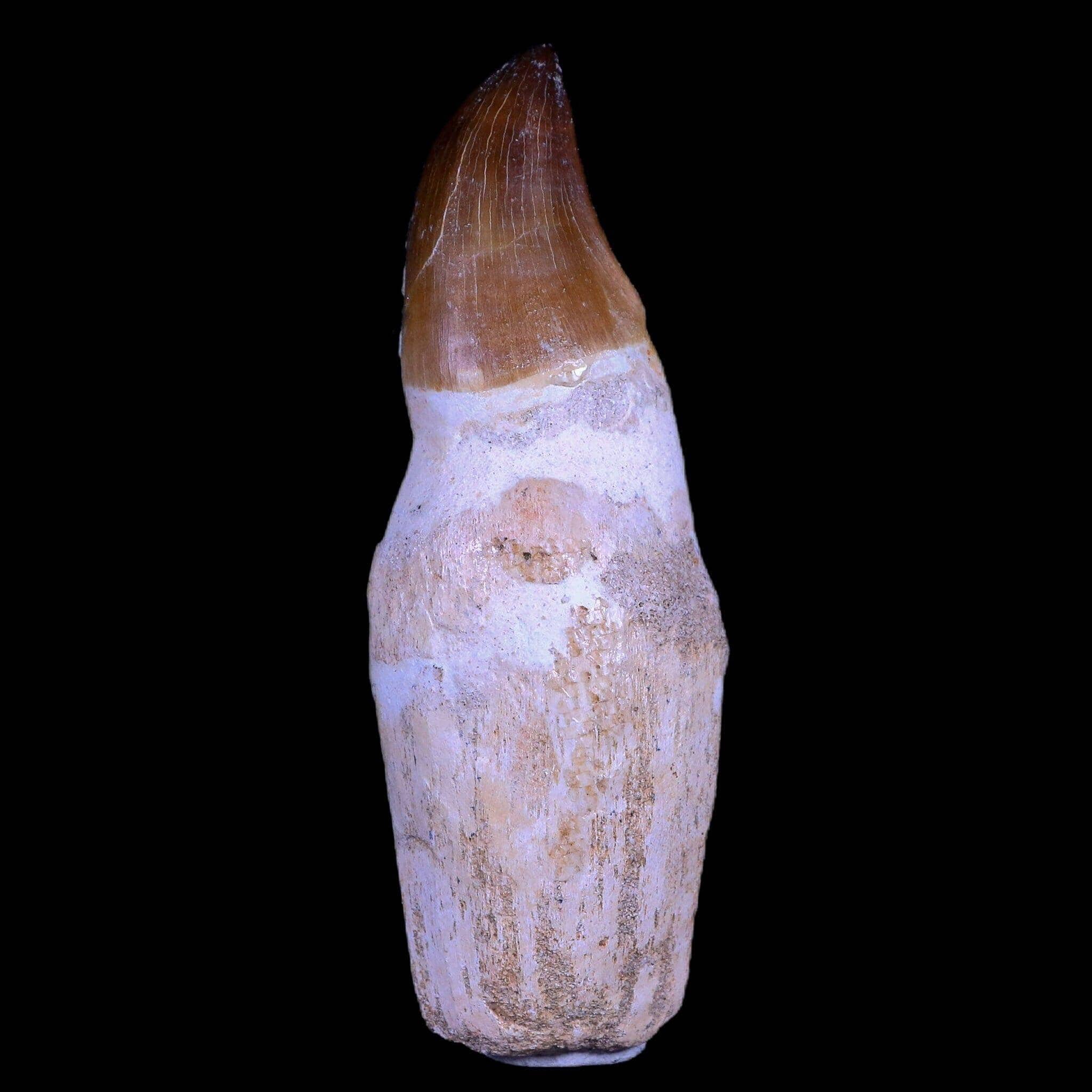 Mosasaur Prognathodon Fossil Tooth Rooted Cretaceous Dinosaur Era COA-Fossil Age Minerals