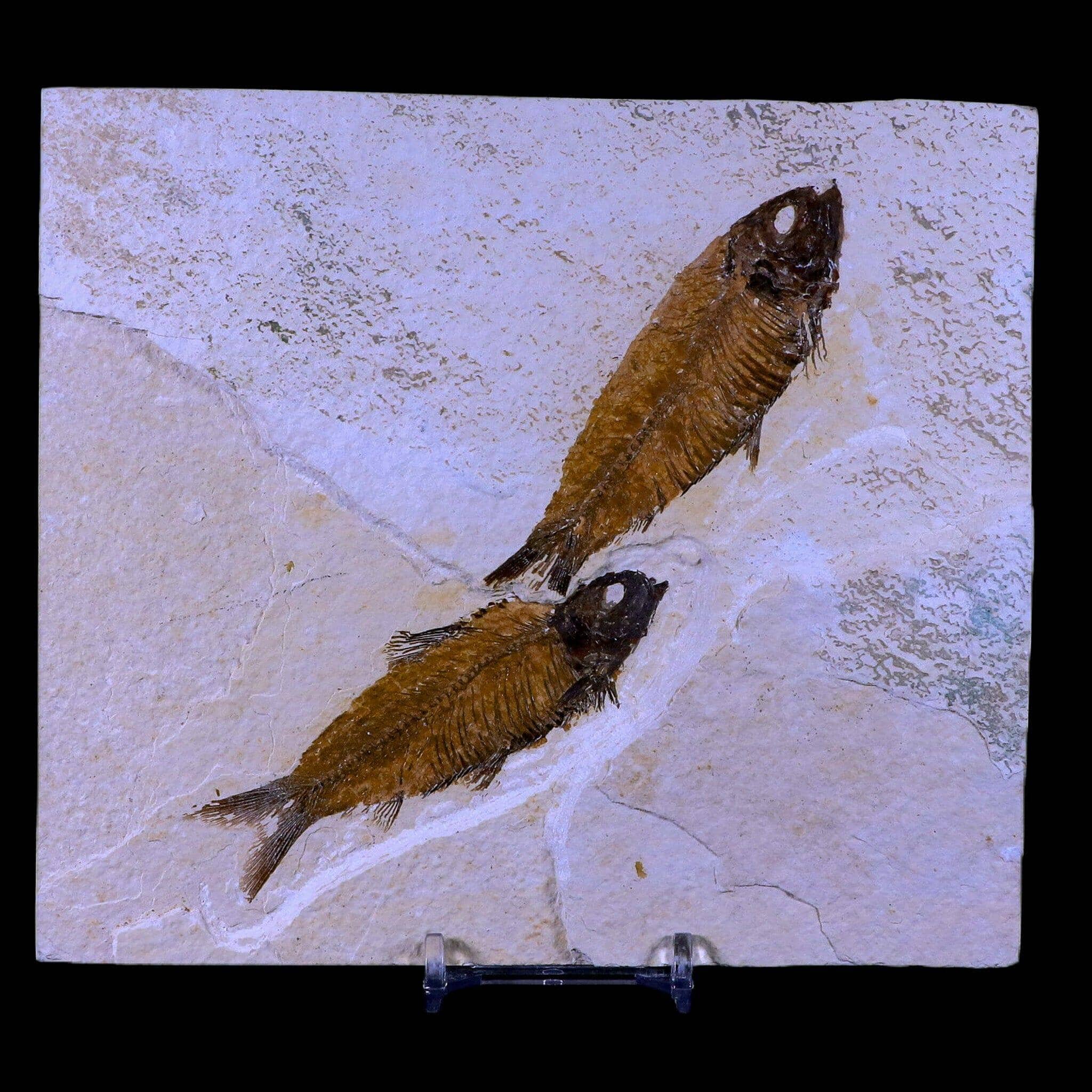 Knightia Eocaena Fossil Fish Green River FM WY Eocene Age COA & Stand - Fossil Age Minerals