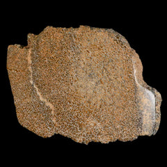 Dinosaur Gem Bone