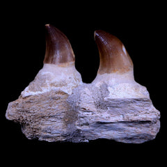 Platecarpus Fossil Teeth