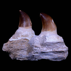 Platecarpus Fossil Teeth