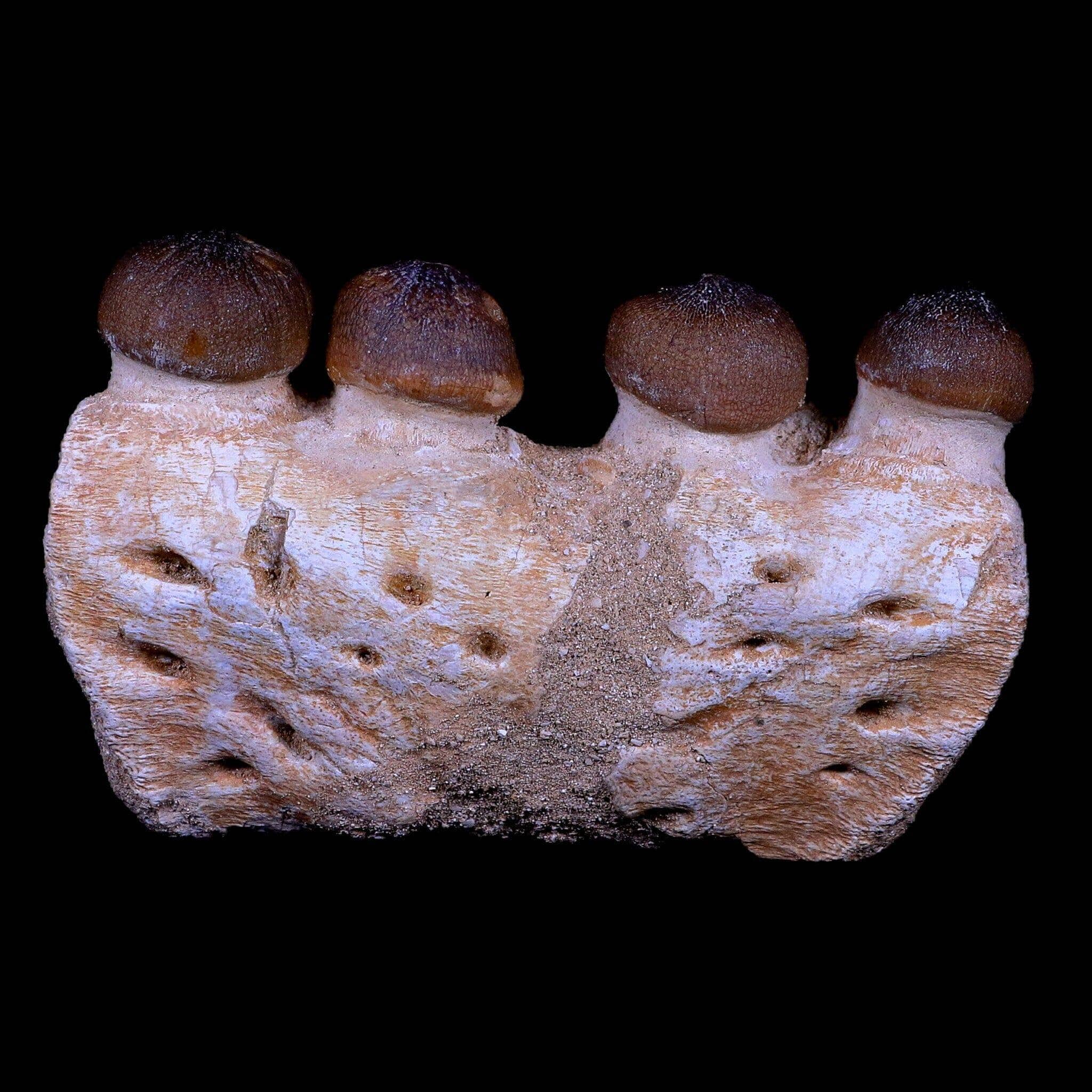 Globidens Mosasaur Fossil Teeth Jaw Bone Cretaceous Dinosaur Era Tooth COA - Fossil Age Minerals