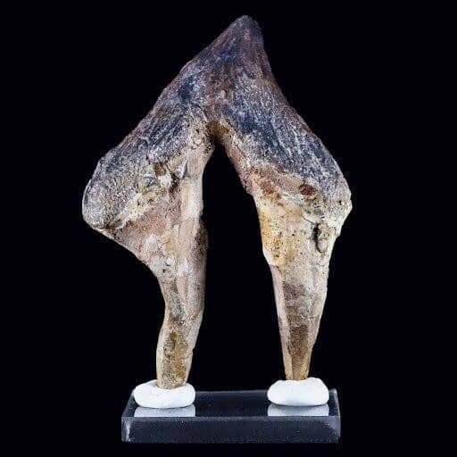 Pappocetus Lugardi Tooth Prehistoric Whale For Sale Fossil Age Minerals