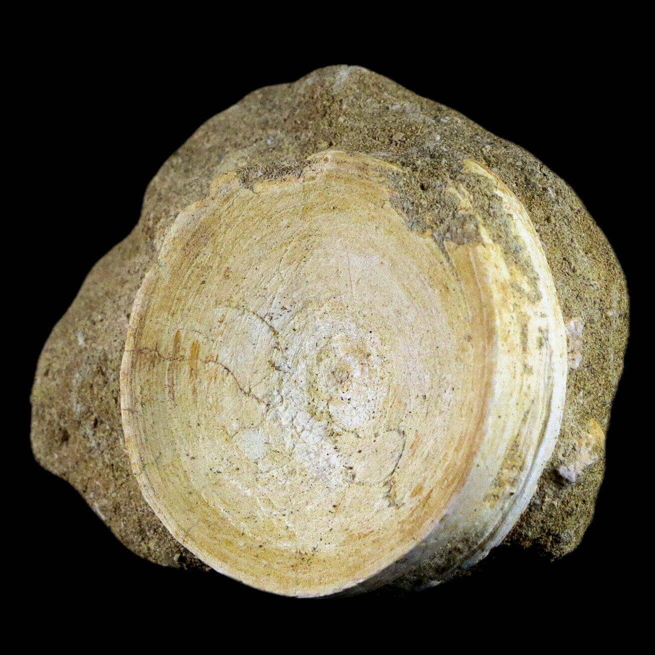 Otodus Obliquus Shark Vertebrae Fossil Bone In Matrix Morocco COA - Fossil Age Minerals