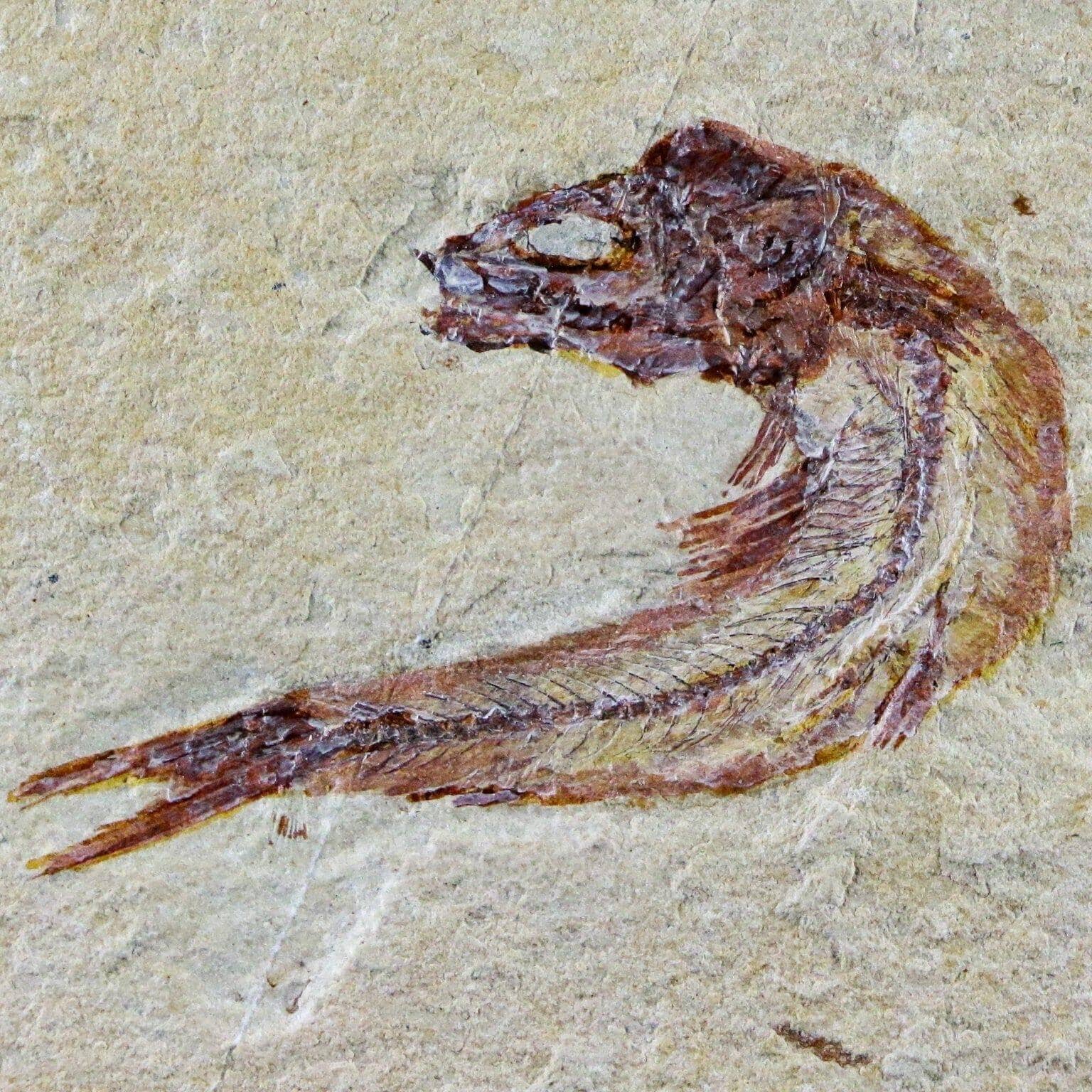 Scombroclupea Fossil Fish For Sale Fossil Age Minerals