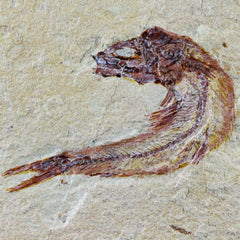 Scombroclupea Fish Fossils