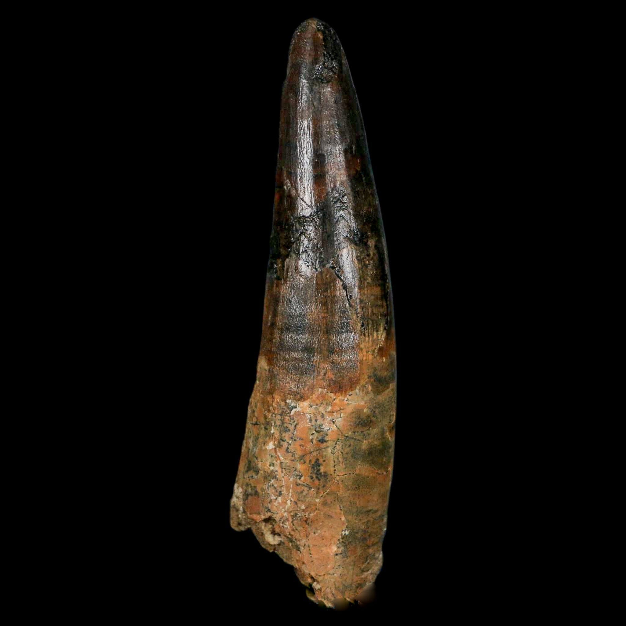 Spinosaurus Fossil Tooth 100 Mil Yrs Old Cretaceous Dinosaur COA & Stand-Fossil Age Minerals