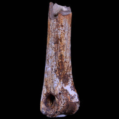 Struthiomimus Fossil Collection