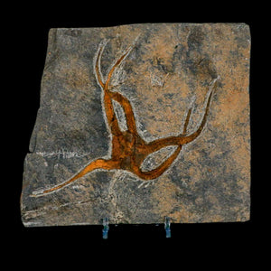 Starfish Fossil Collection