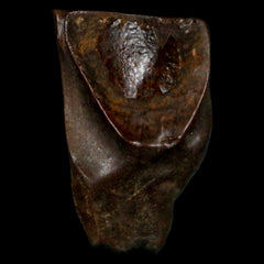 Triceratops Dinosaur Fossils