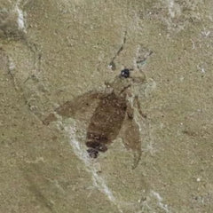 Green River Formation Insect Fossil