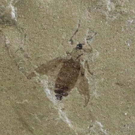 Fossil May Fly Insect Green River Formation