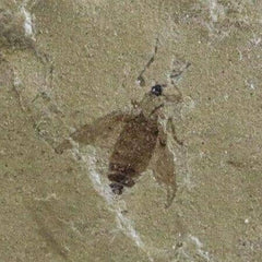 Fossil Insects Collection