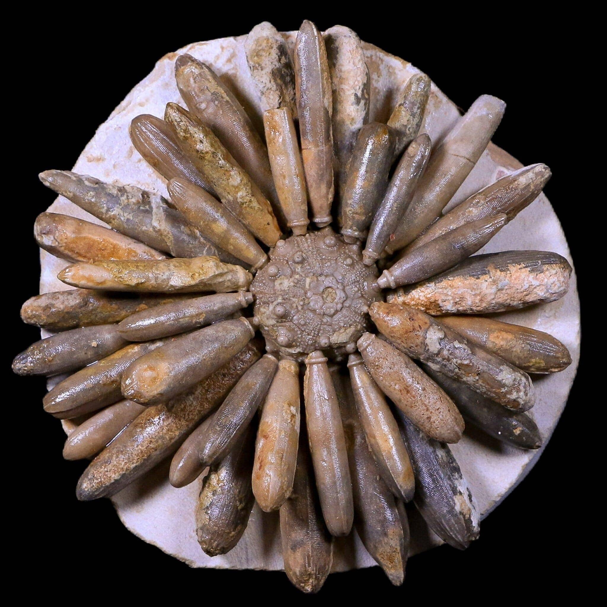 Highly Detailed Asterocidaris Sea Urchin Fossil Echinoid Boulmane Morocco - Fossil Age Minerals